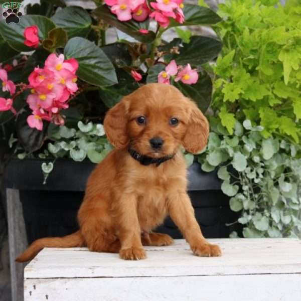 Asher, Miniature Golden Retriever Puppy