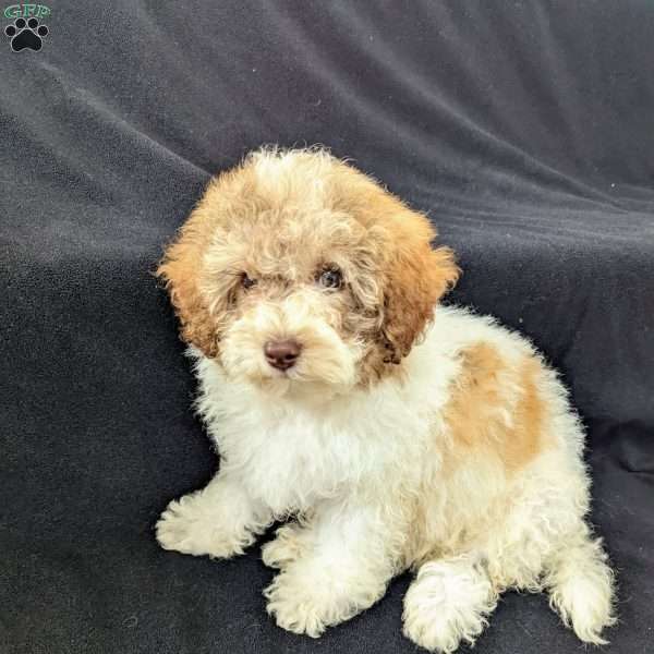 toy poodle mix puppies