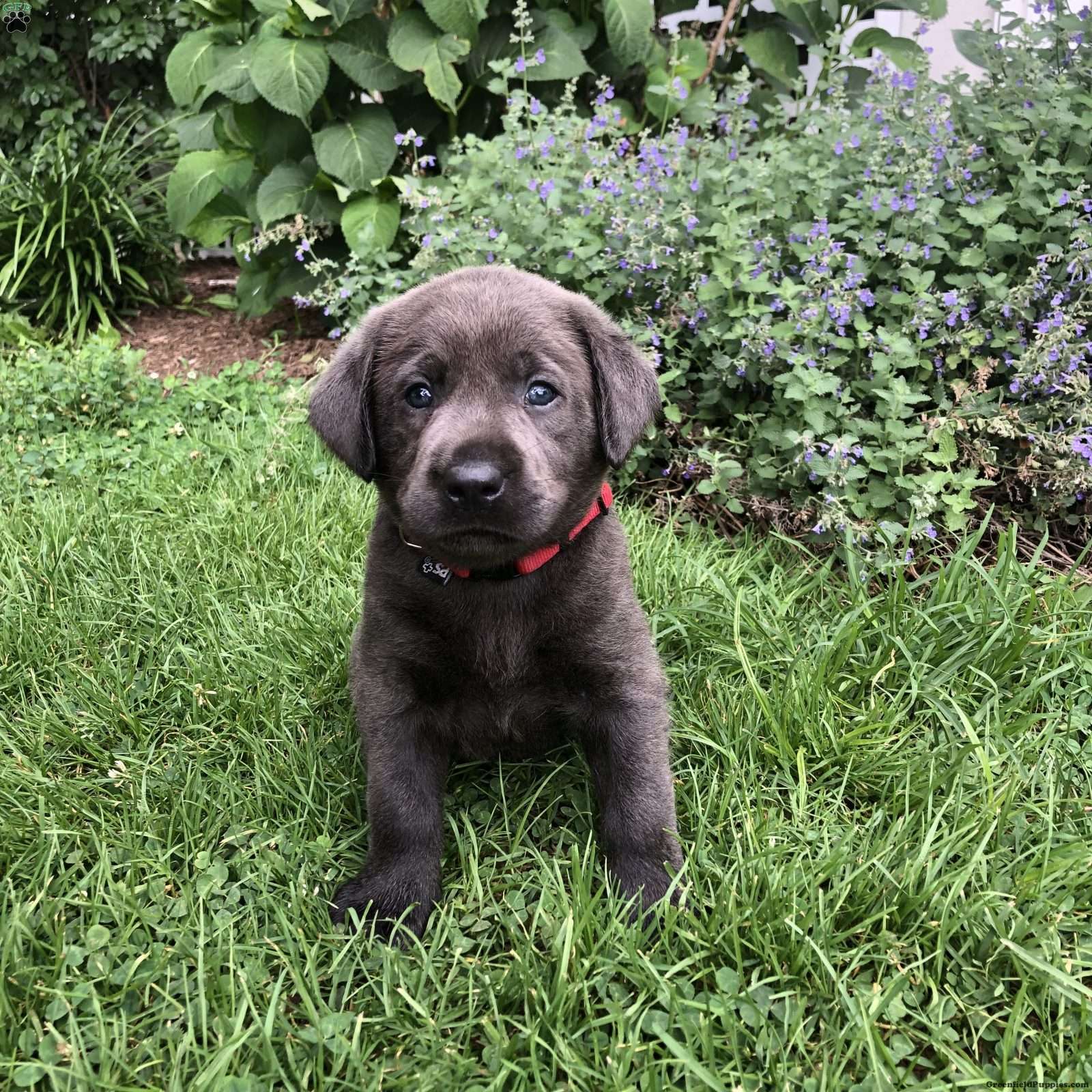 charcoal labrador retriever puppies for sale