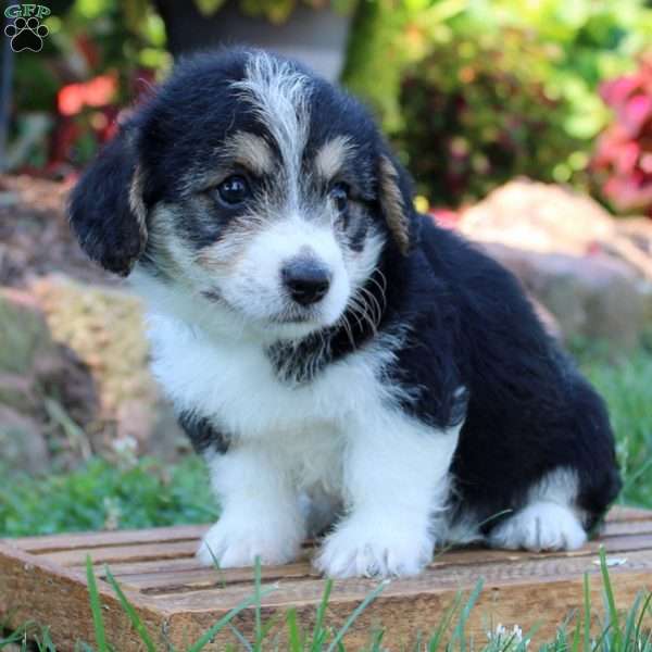 Charlie, Corgipoo Puppy
