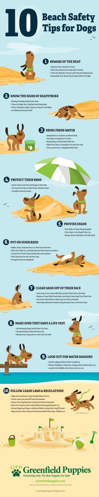 Beach Safety Tips for Dogs - Infographic by Greenfield Puppies