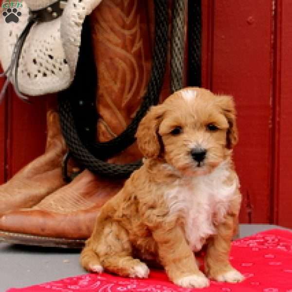 Jasmine, Morkie-Poo Puppy
