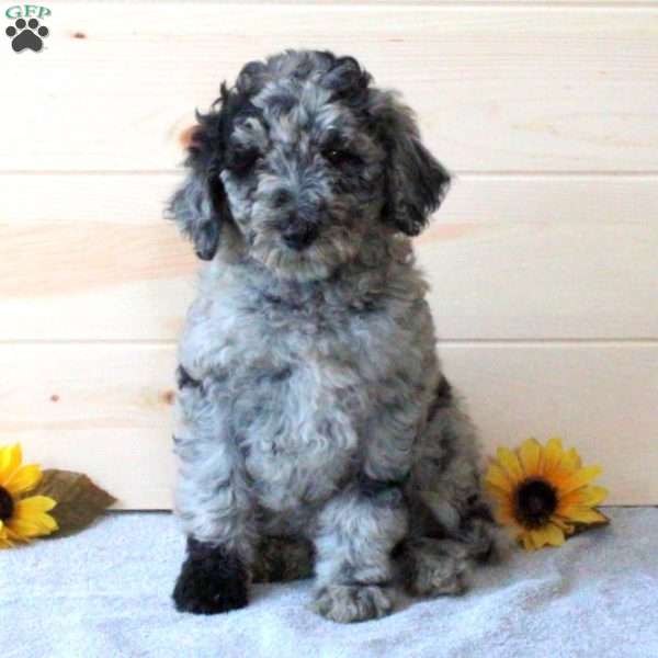 Jessica, Bordoodle Puppy