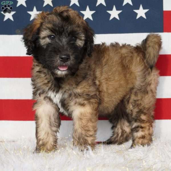 Ace, Standard Whoodle Puppy