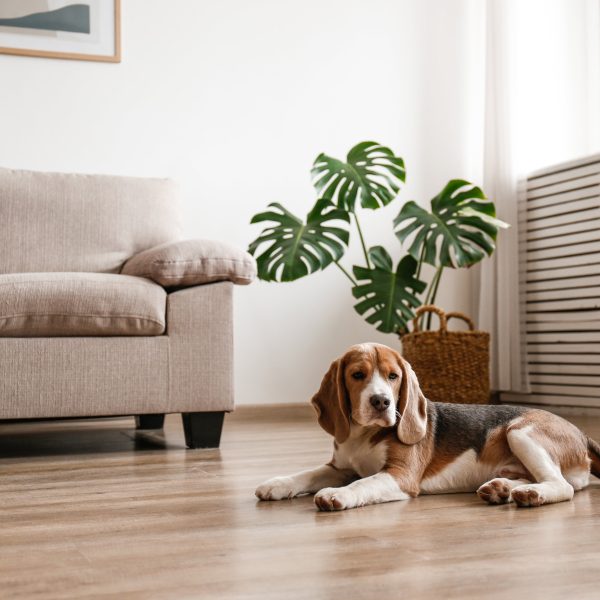 beagle lying on the floor in a living room