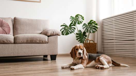 How to Prevent Dog Marking in Your Home