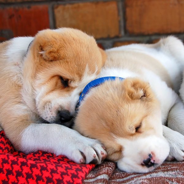 sleeping central asian shepherd puppies