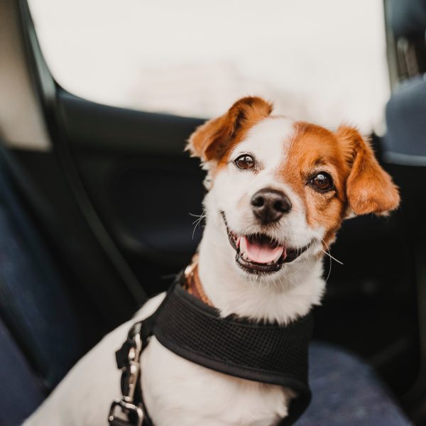 small terrier mix in a car and wearing a dog car harness