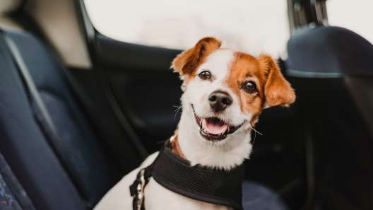 How to Keep Your Dog Calm on Car Rides