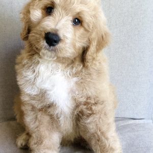 Kristen Maple,  Breeder