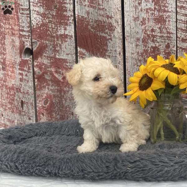 Robin, Westiepoo Puppy