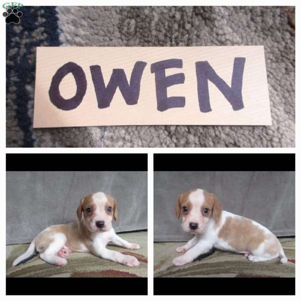 Owen, Beaglier Puppy