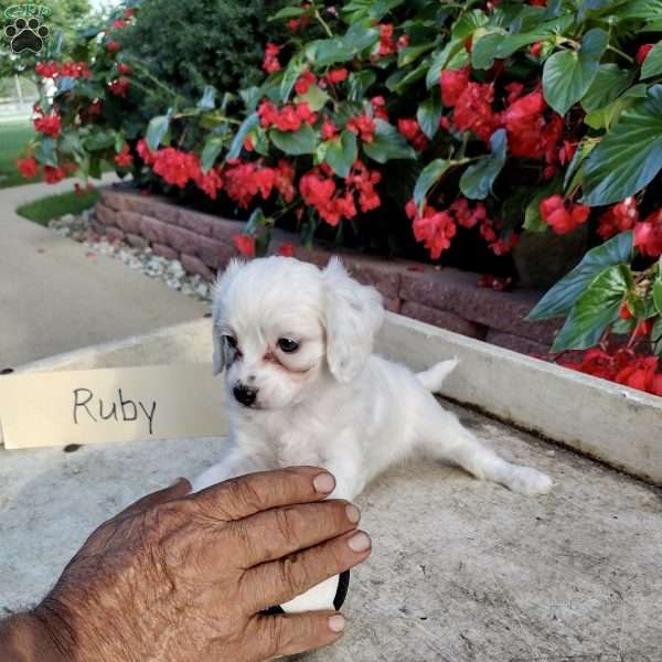 Ruby, Cavapoo Puppy
