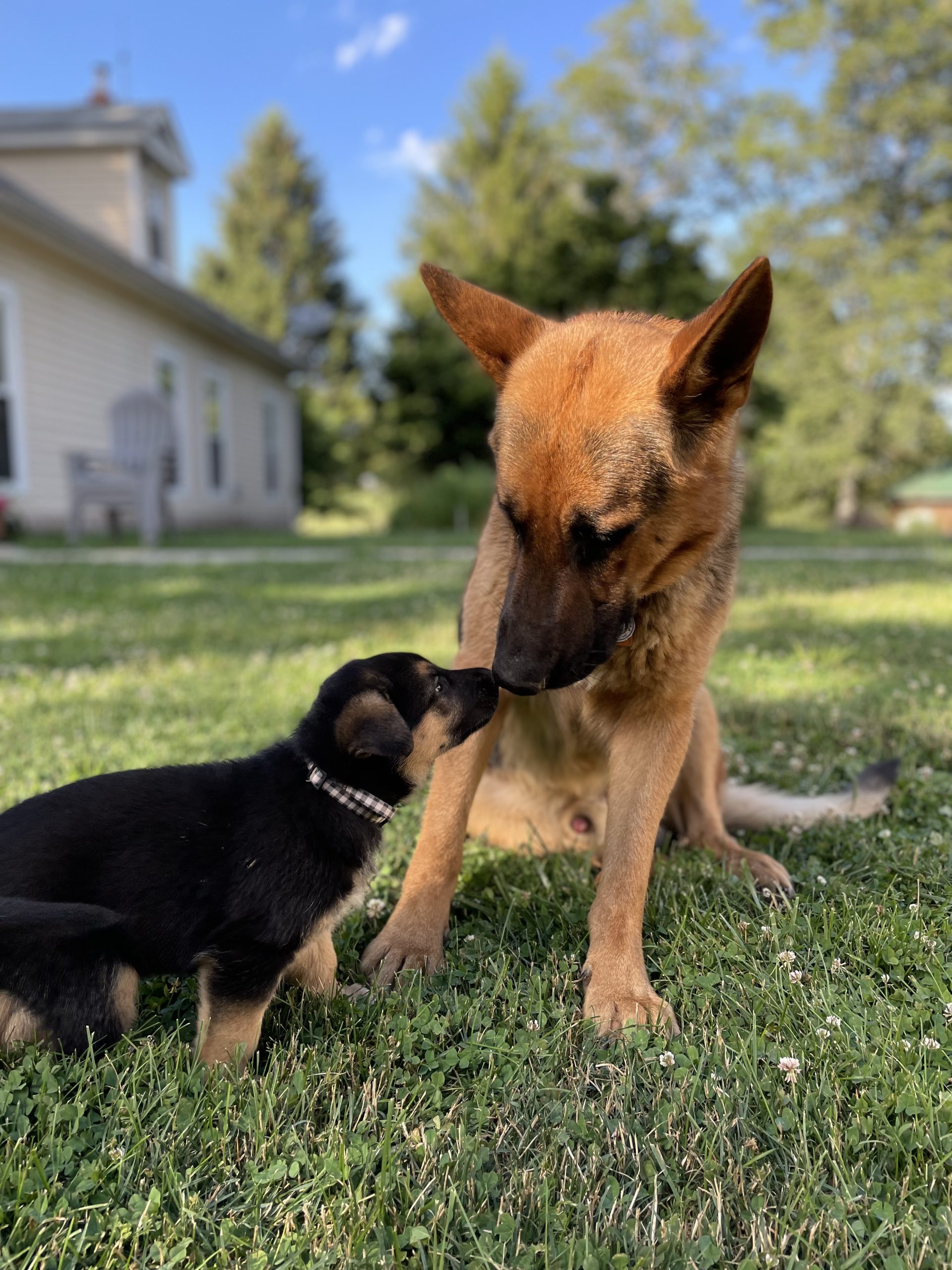 Grace Fisher - Greenfield Puppies