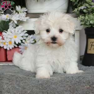 Countryside Puppies Dog Breeder