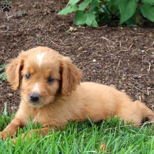 Arther Irish Setter Mix Puppy For Sale in Pennsylvania
