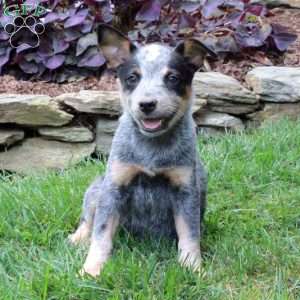 blue heeler rescue houston