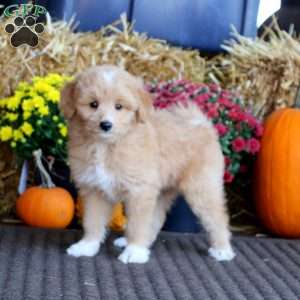 Miniature Poodle Mix Puppies For Sale | Greenfield Puppies