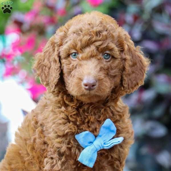 Cheeto, Goldendoodle Puppy