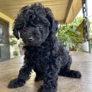 Lorraine Smucker,  Breeder