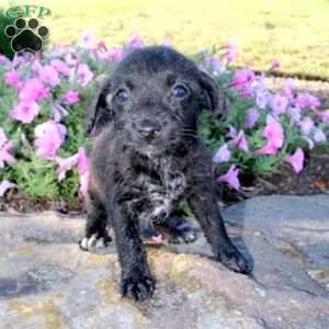 Jack-A-Poo Puppies For Sale - Greenfield Puppies