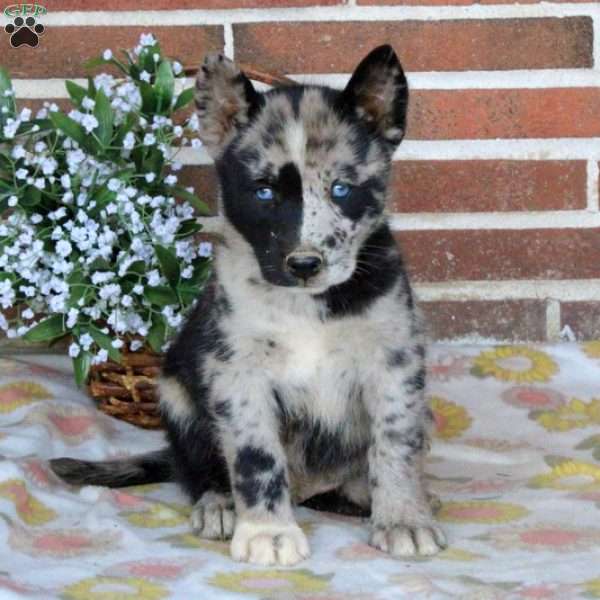 plade september Blacken Dingo - Siberian Husky Mix Puppy For Sale in Pennsylvania