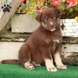 chocolate lab husky mix puppies