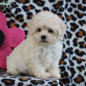 Maltese Puppies For Sale | Greenfield Puppies