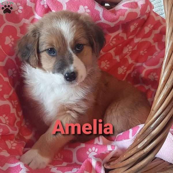 Amelia, English Shepherd Puppy