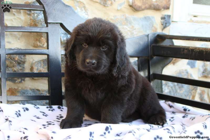 Fredrick - Golden Newfie Puppy For Sale in Pennsylvania