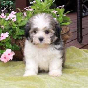 maltese havanese mix puppies