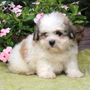 maltese havanese mix puppies