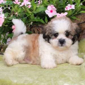 maltese havanese mix puppies