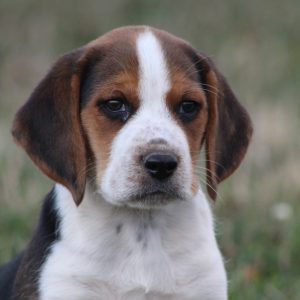 Kurtis & Jewel Martin,  Breeder