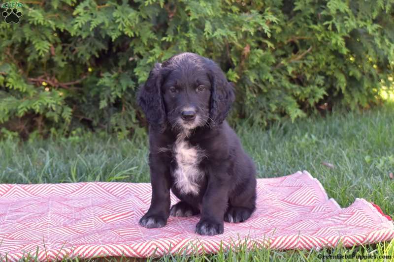 Melvin Springerdoodle Puppy For Sale In Pennsylvania