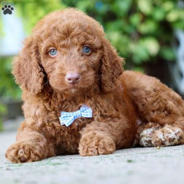 Queso, Goldendoodle Puppy