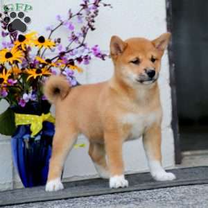 where to buy shiba inu in india