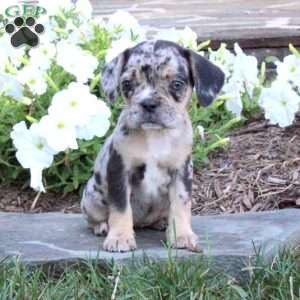 australian shepherd bulldog mix