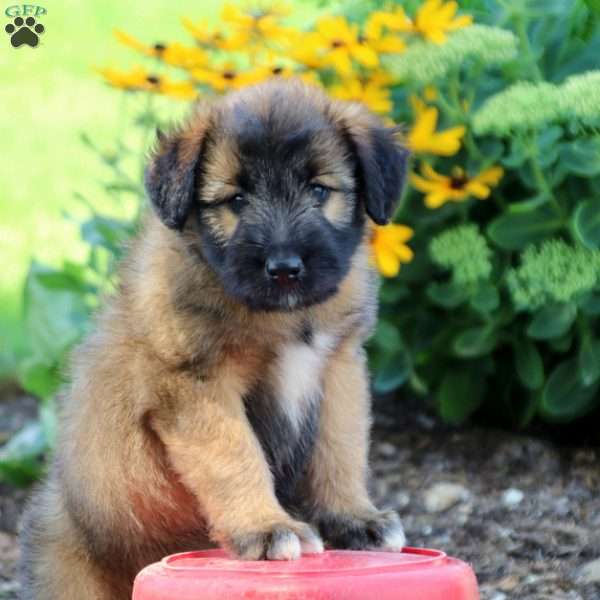 Toffee, Soft Coated Wheaten Terrier Mix Puppy