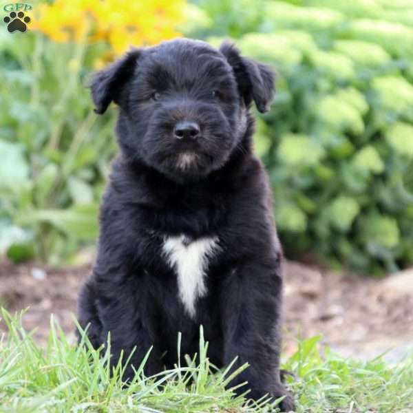 Soft coated wheaten terrier store mix puppies for sale