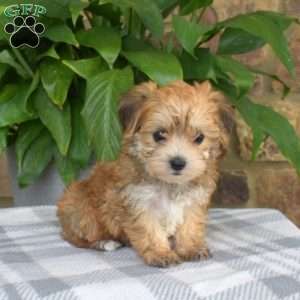 what is a yorkie chon puppy