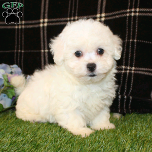 Bichon Frise Puppies For Sale | Greenfield Puppies