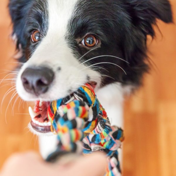 daily routine for your dog concept - border collie with a toy