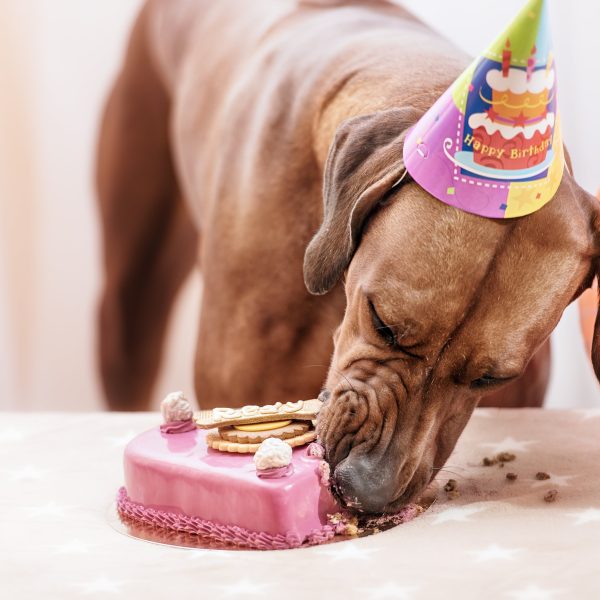 dog birthday party - dog eating a birthday cake