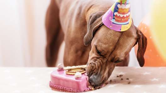 How to Throw a Dog Birthday Party