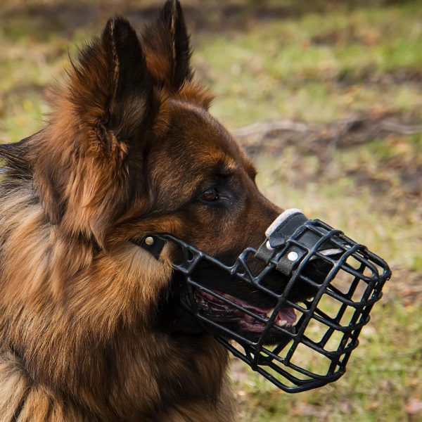 german shepherd wearing a dog muzzle