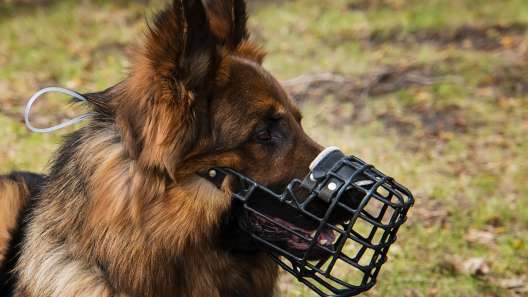 What to Know About Dog Muzzles