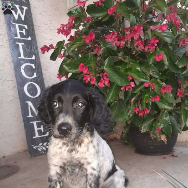 Princess, Brittany Spaniel Puppy