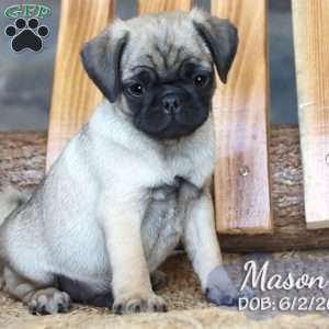 pug puppies for sale in tri cities tn