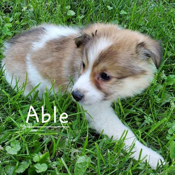 Able, American Eskimo Mix Puppy